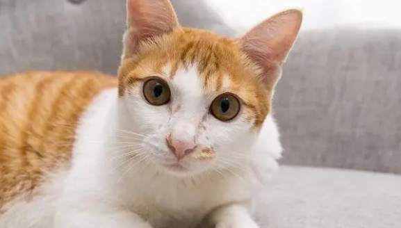 猫鼻干燥不吃食不爱动是什么病 猫鼻干燥不吃食不爱动是什么病