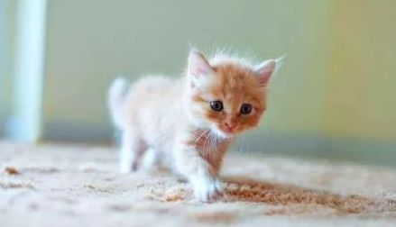 猫最忌讳的三个属相