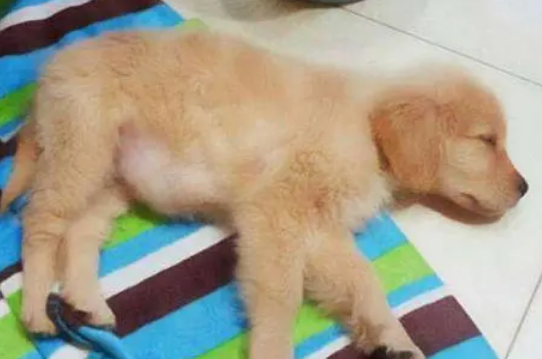 狗狗呼吸急促肚子一鼓一鼓的 狗狗呼吸急促肚子一鼓一鼓的