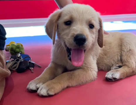 如何训练拉布拉多幼犬定点大小便