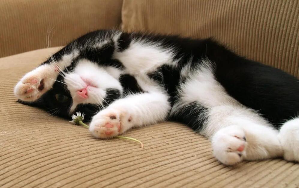 猫咪为什么超级能睡觉呢 猫咪为什么超级能睡觉呢