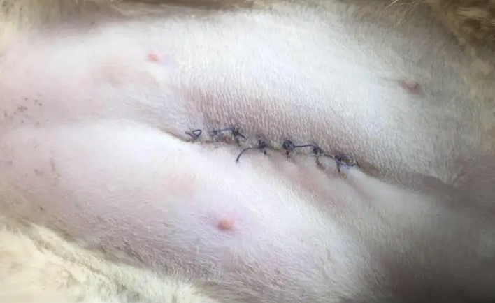 猫怀孕了做绝育才发现