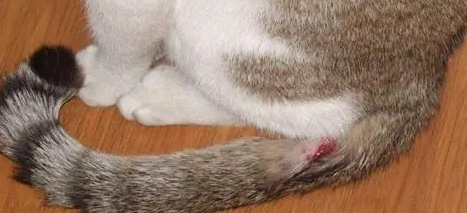 猫咪下体流血但不生