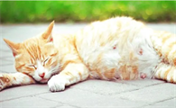怀孕母猫肚子一抽一抽的