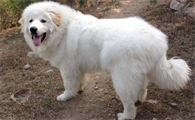 大白熊犬对陌生人凶吗