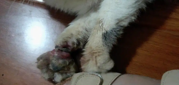 猫脚被绳子勒太久充血怎么办 猫脚被绳子勒太久充血怎么办