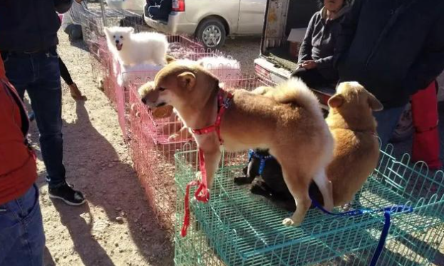 天津买狗最靠谱的地方