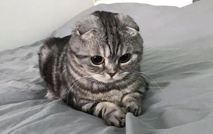 猫咪为什么会上床撒尿 猫咪为什么会上床撒尿