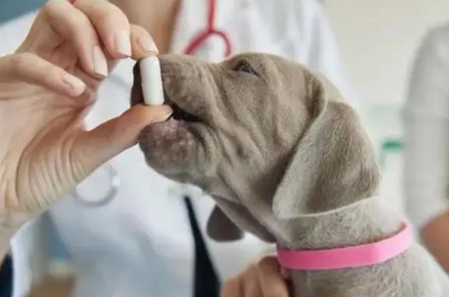 狗狗驱虫药正确服用方法