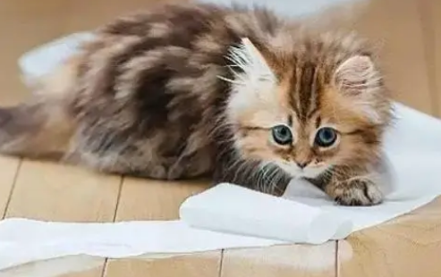 小猫不会自己排便怎么办