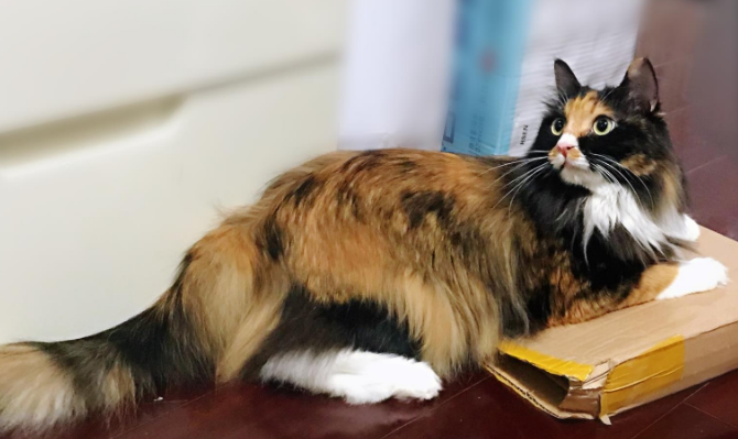 玳瑁猫是不是都很聪明