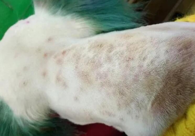 狗狗常见皮肤病及照片