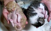 刚出生的小猫死亡的状态
