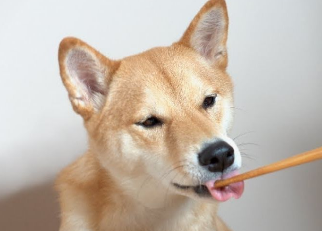 柴犬吃哪种狗粮更好 柴犬吃哪种狗粮更好