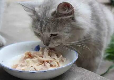 猫咪罐头为什么要炒着吃 猫咪罐头为什么要炒着吃