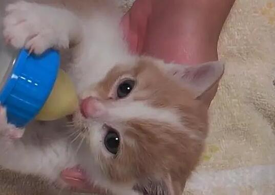 猫咪为什么要喂奶粉喝呢 猫咪为什么要喂奶粉喝呢