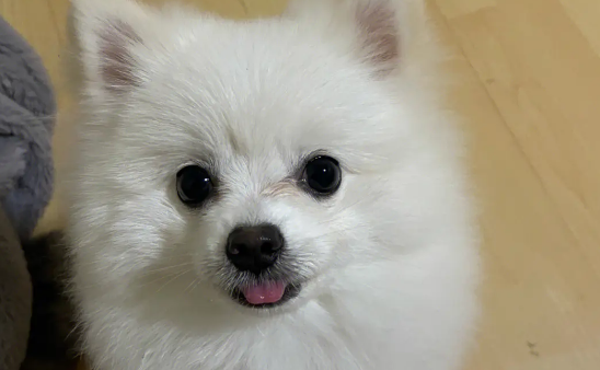博美多大就不调皮了