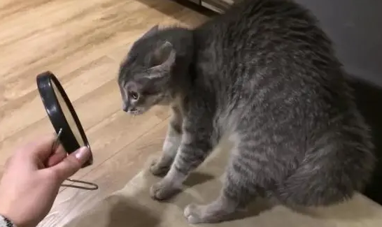 怎样训练猫不应激