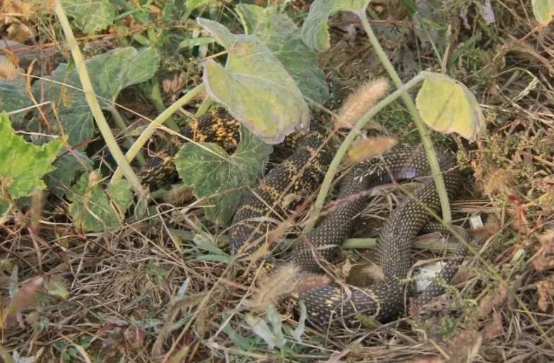 家里养蛇是凶是吉