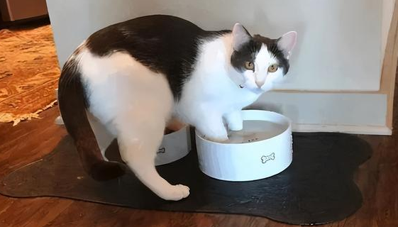 在家里为什么不想养猫咪