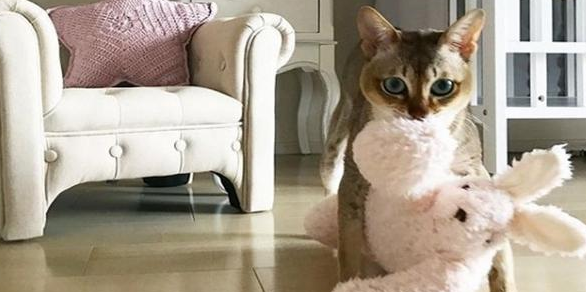 猫咪为什么喜欢叼娃娃呢