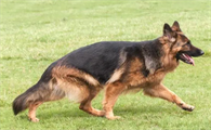 纯种德国黑背犬多少钱一只