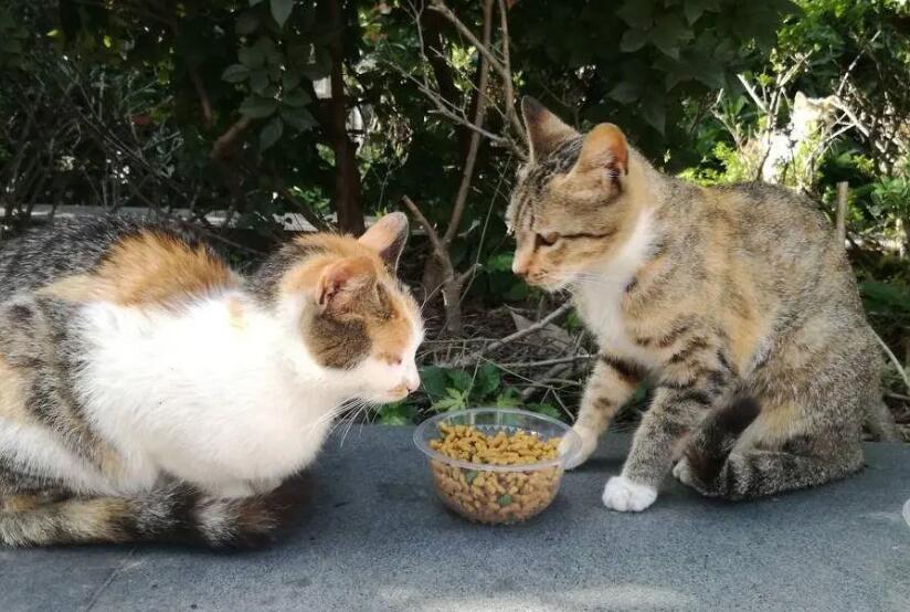 流浪猫身上都有猫瘟病毒吗?该如何应对? 流浪猫身上都有猫瘟病毒吗?该如何应对?