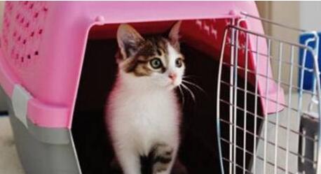 顺丰可以托运宠物猫吗现在 顺丰可以托运宠物猫吗现在