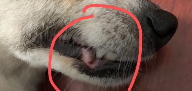 狗嘴唇一小块褪色褪成肉色