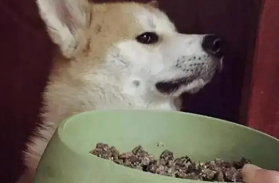 微量元素如何加入狗粮中 微量元素如何加入狗粮中