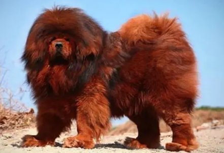 中国十大名犬排行榜 中国十大名犬排行榜