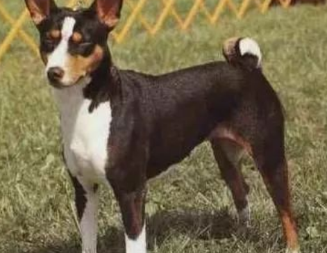 贝生吉犬何时产崽