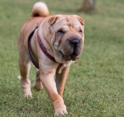 沙皮犬和斗牛犬的区别?哪个更凶猛?