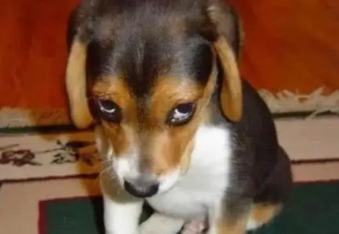 狗狗为什么耷拉脑袋