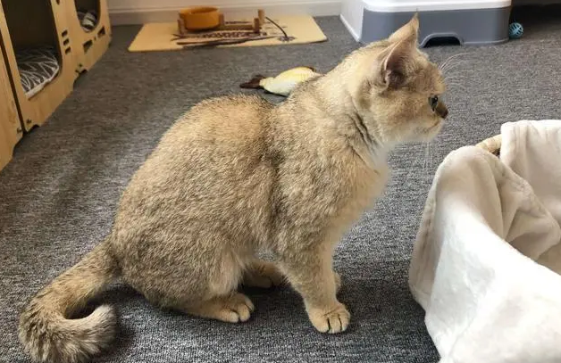 猫咪正常身高是多少