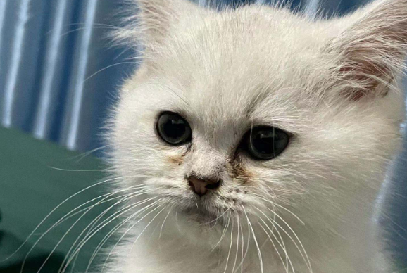 猫咪泪痕把毛染黄了怎么变白 猫咪泪痕把毛染黄了怎么变白
