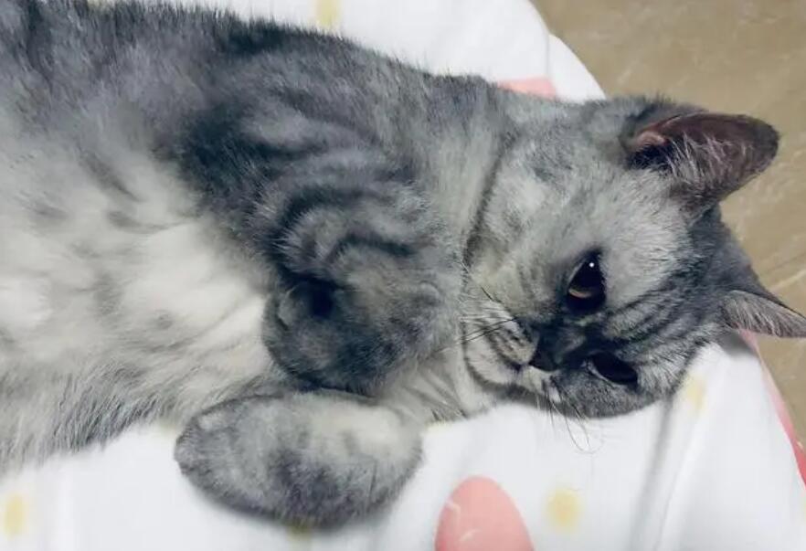猫咪绝育后为什么老是尿床呢 猫咪绝育后为什么老是尿床呢