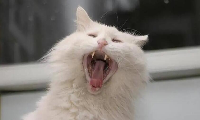 猫咪运动完后像狗一样喘气 猫咪运动完后像狗一样喘气