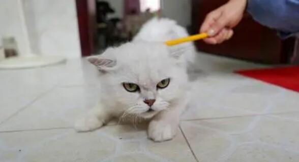 猫咪为什么会这么凶人呢 猫咪为什么会这么凶人呢