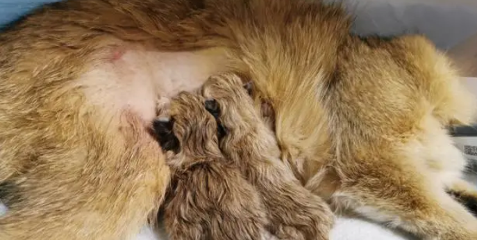 猫难产在家怎么自救