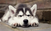 狗狗得了皮肤病怎么治