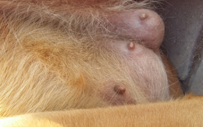 狗狗例假为什么乳房大了很多