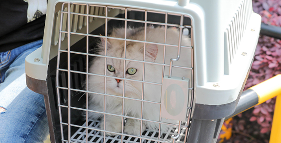 飞机怎么托运猫咪