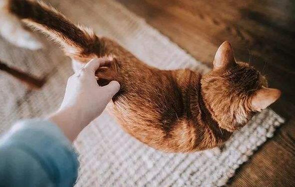 猫咪尾巴为什么不能拽 猫咪尾巴为什么不能拽