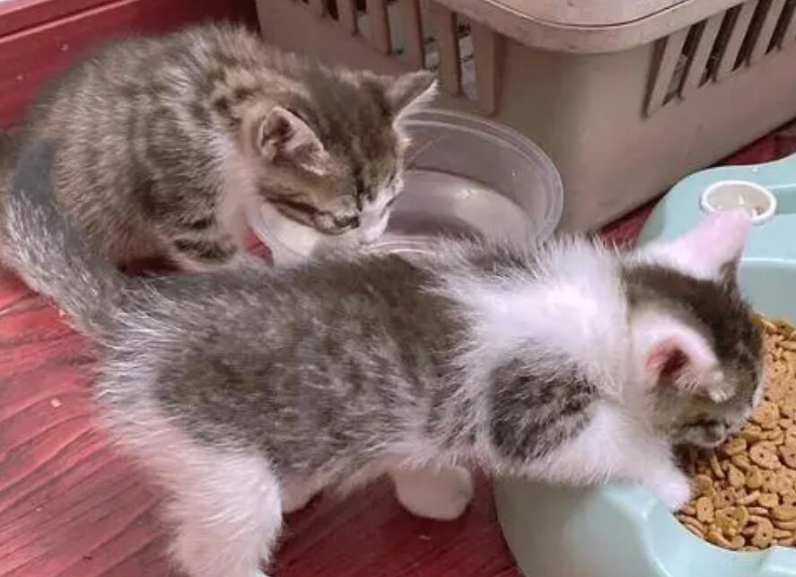 母猫不舔小猫排便怎么办 母猫不舔小猫排便怎么办