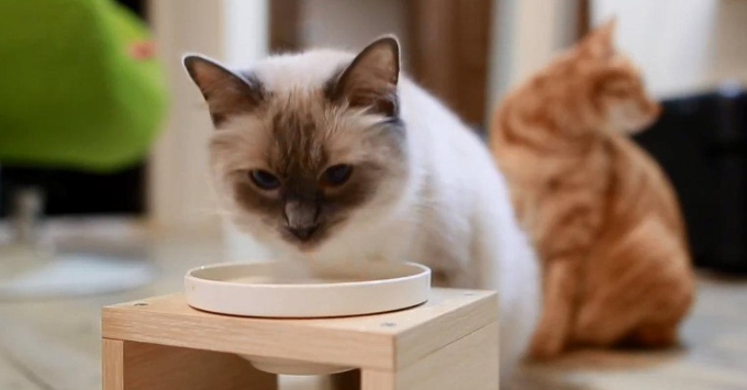 为什么说猫咪干净呢 为什么说猫咪干净呢