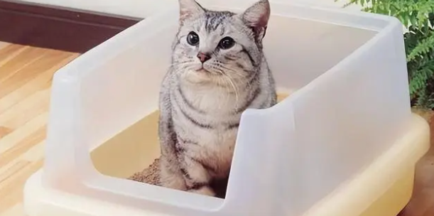 成年猫咪为什么乱拉尿呢