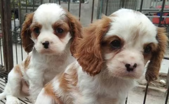 英国查理王小猎犬幼犬图片