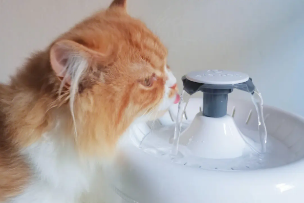小猫自动饮水机多久换一次水 小猫自动饮水机多久换一次水
