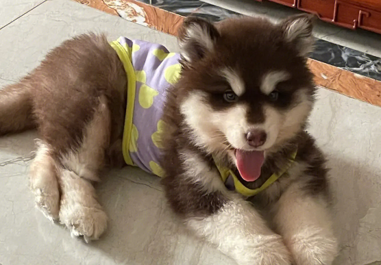 阿拉斯加犬夏天怎么办?饲养建议奉上 阿拉斯加犬夏天怎么办?饲养建议奉上